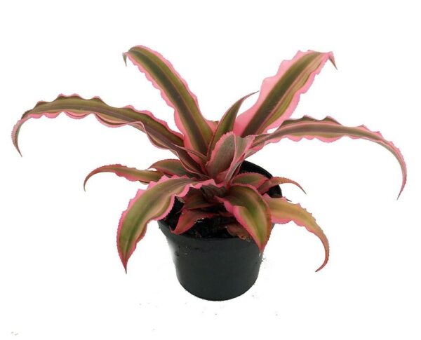 Pink-Cryptanthus-plant