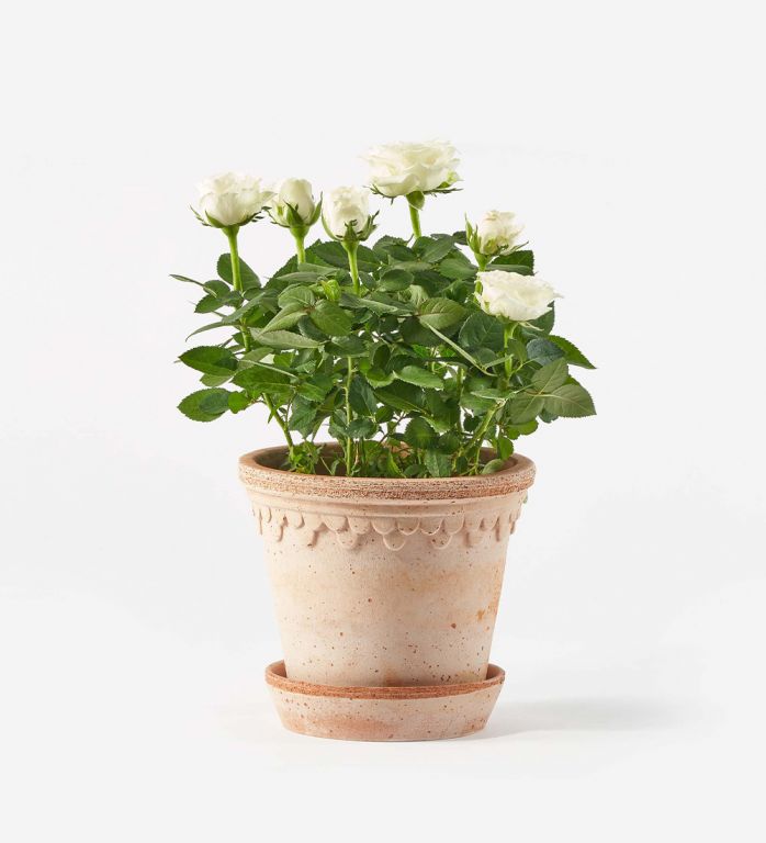 White-Rose-Plant