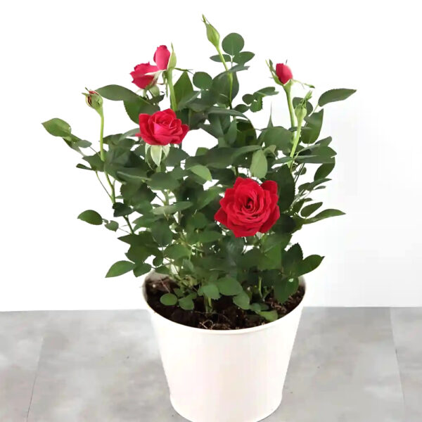 red-rose-plant